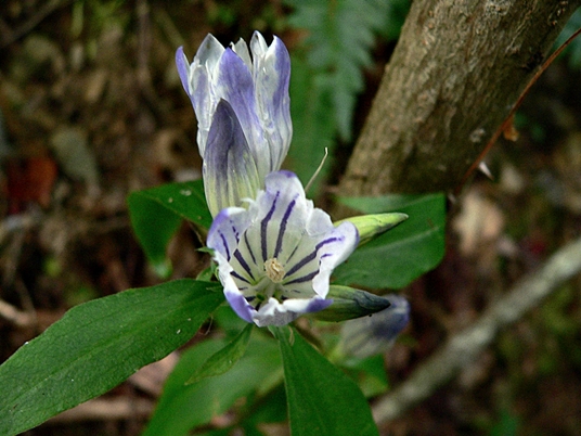 {Gentiana decora}
